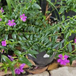 Little Purple Flowers Plant