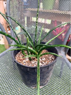 Sansevieria Mikado