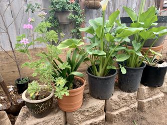 Beautiful plants