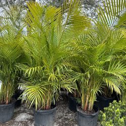 Areca Palms 7 Gal