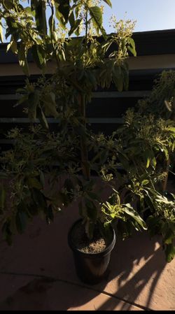 Avocado Trees – 15 Gallon – Already Producing Fruit 
