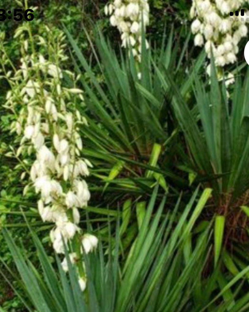 Plants 