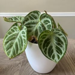 Rare, Large and Thriving Anthurium Silver Blush