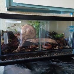 Bioactive Terrarium 