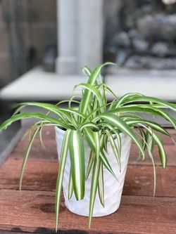 $5 spider plant