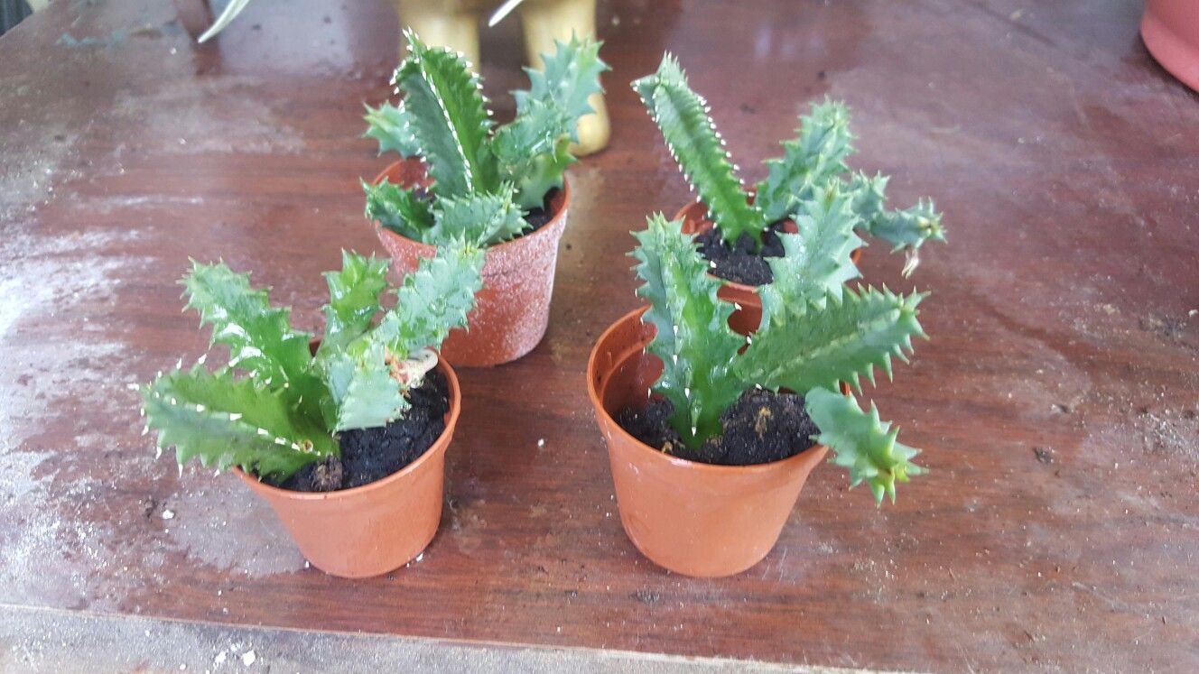 Lifesaver cactus - 2" pot rooted plant