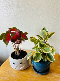 Plants for sale 15each