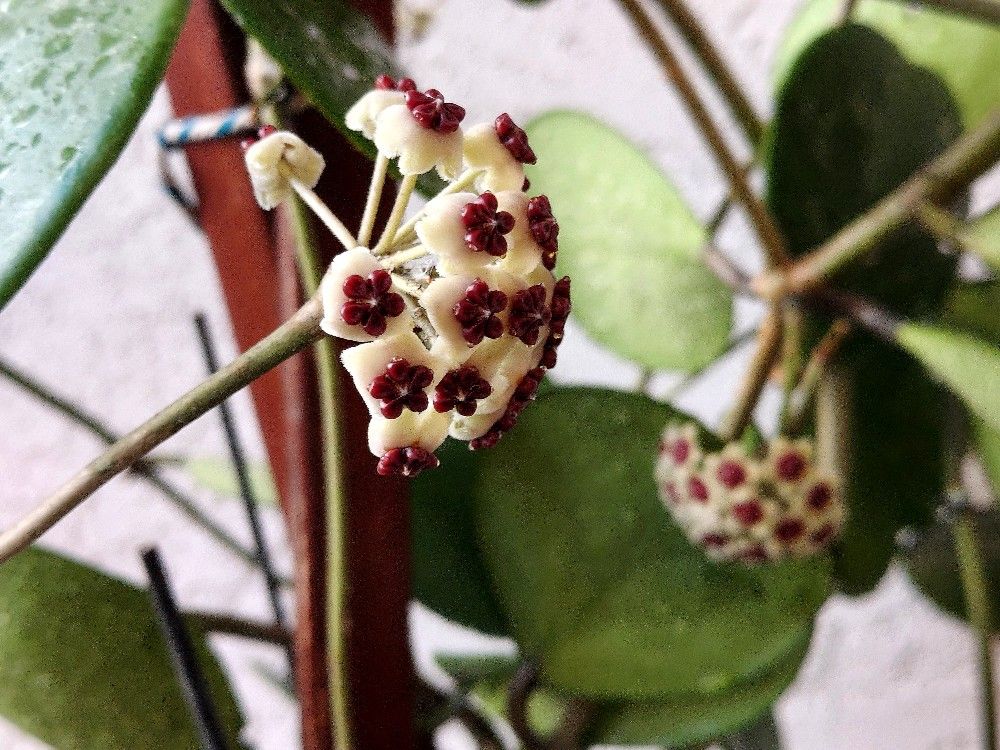 Large 3 Feet + Hoya Kerii (Heart Leaf) Blooming In 12" Pot