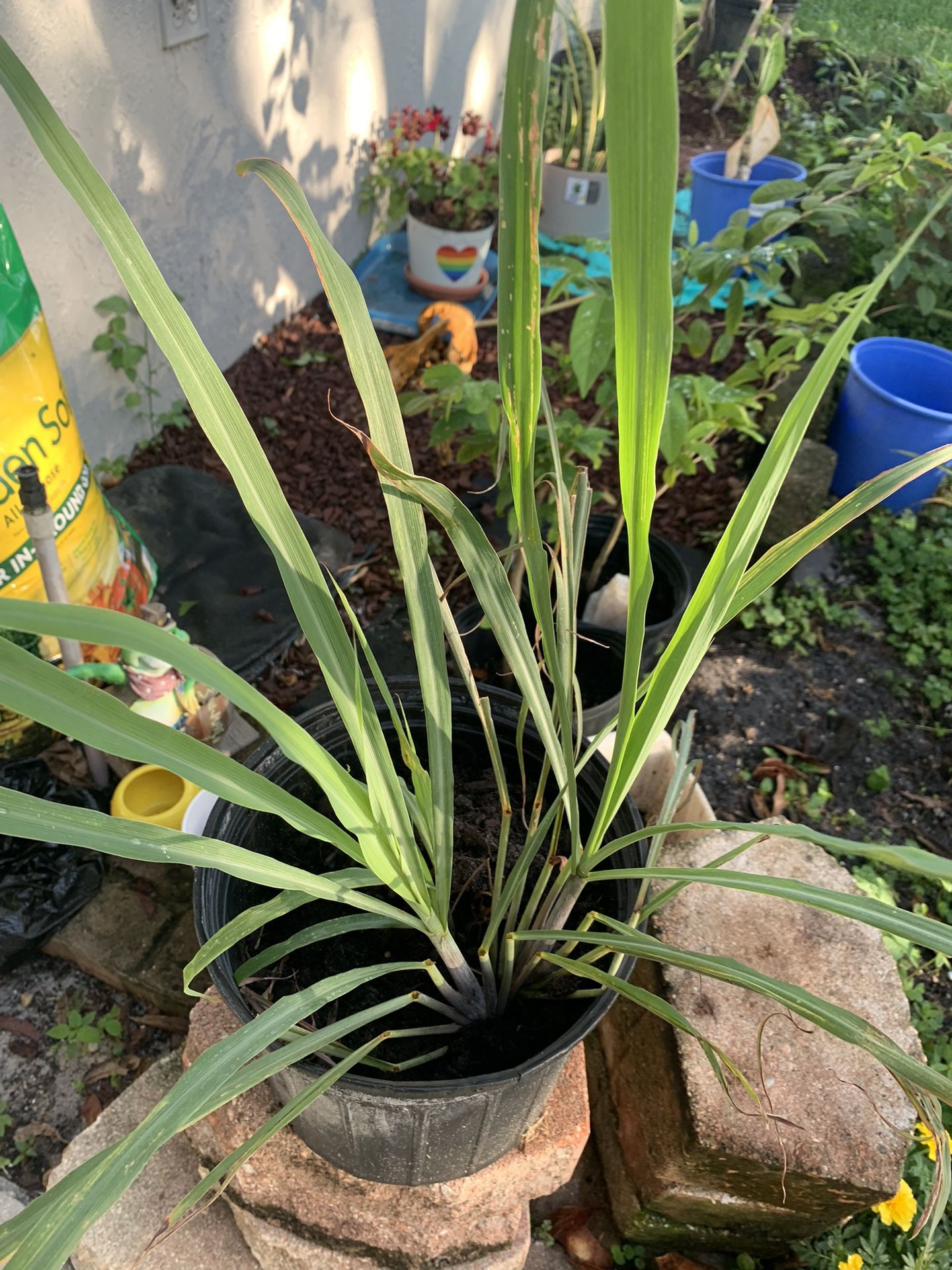 Lemon Grass