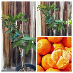 Owari Satsuma Easy Peel Mandarin Semi Dwarf Grafted Citrus Fruit Tree 5 Gallon Nursery Pot Live Plant Around 4FT Tall