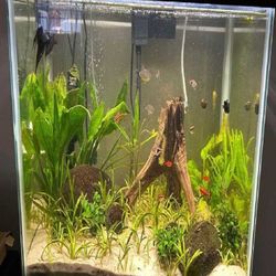 Complete Aquarium System - Jump into Water World Beauty later dinner