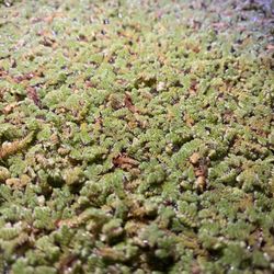 Azolla Floating Plants Live Aquarium Plant