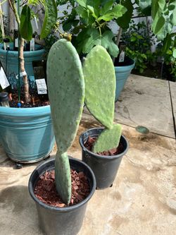 Organic Prickly Pear Cactus Plant