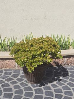 Jumbo Dwarf Like Jade Succulent Plant