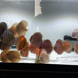 Discus Aquarium Decor