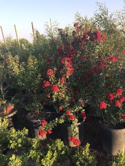 I’m selling creep myrtle in different queen plants bushes