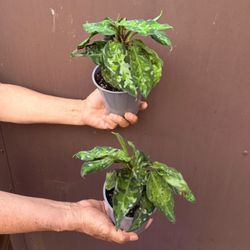Aglaonema Pictum Tricolor In 5” Pot ( Price Is For Each )