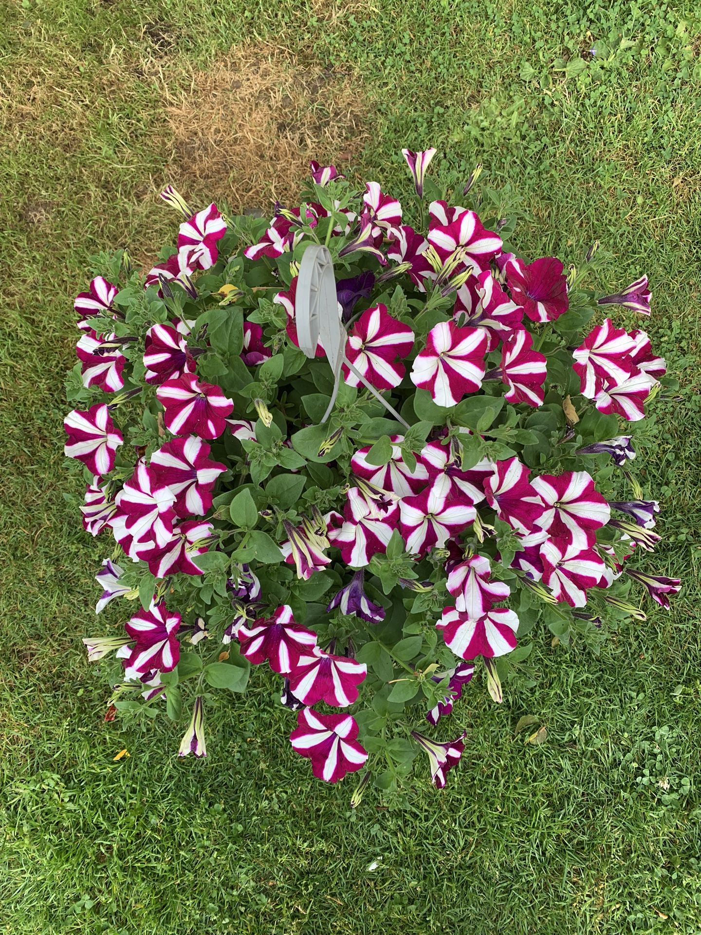 Outdoor Plant
