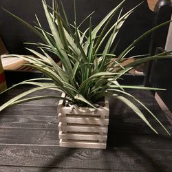 Decor Plant 