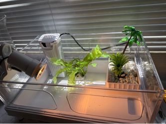 Turtle Tank and Food
