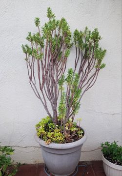 Succulent Plant 🪴 