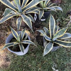 Agave Americana 