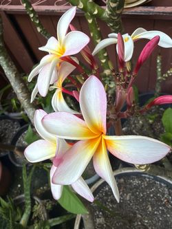 Beautiful Plumeria
