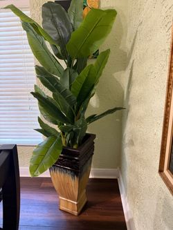 Large Tropical Plant in Decorative Planter