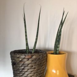 Sanseviera Plants