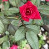 Rosalinda