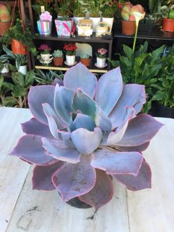 Succulents 3g