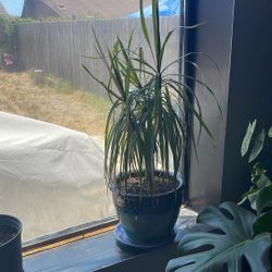 Ponytail Palm