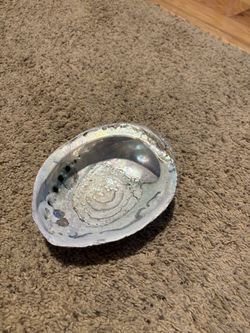 Abalone shell