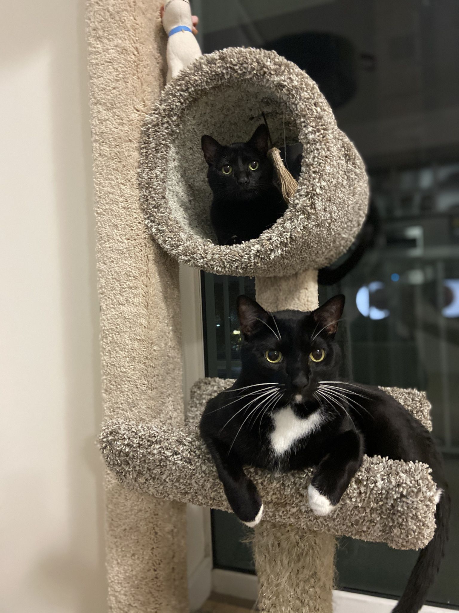 Cat Condo