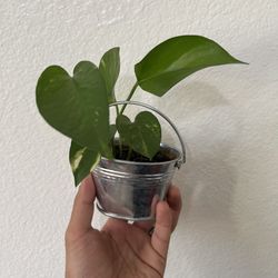 Golden Pothos In Bucket Tin Pot