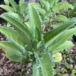 Kalanchoes pinnata - Mother Of Thousands 🪴