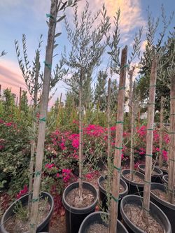 Olives Tree