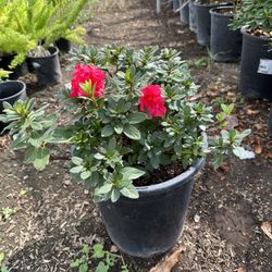 Azalea Bush