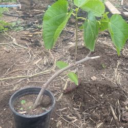 Planta De Higo / Fig Tree