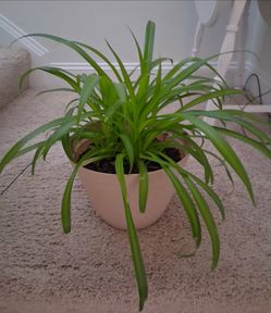 Well Rooted Large Houseplant In New Tan Pot