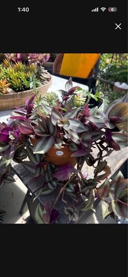Plants