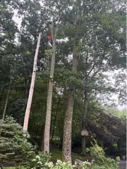 We Cut trees