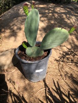 Nopal mexicano en maceta de 5gl $12