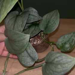 Scindapsus Silver Cloud-4” Pot