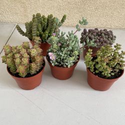 Succulent Bundle