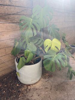 Monstera
