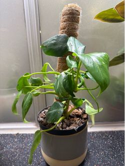 Philodendron “white wizard” (and assorted free cuttings)
