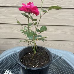 Rose !!!5$ Each 