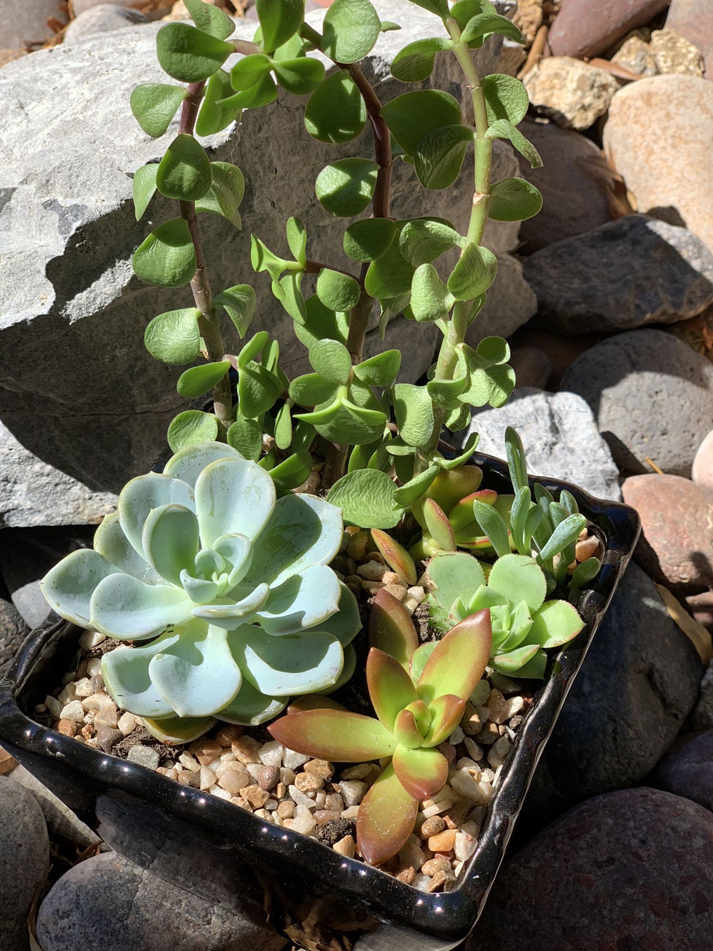 Real/Live succulent plants in a pot