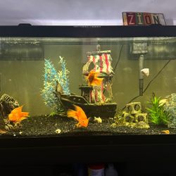 75 Gallon Fish Tank
